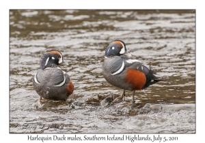 Harelquin Duck males