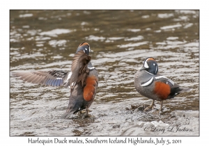 Harlequin Duck males
