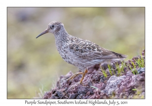 Purple Sandpiper