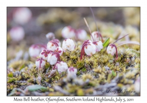 Moss Bell-heather