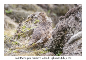 Rock Ptarmigan