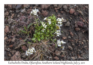 Eschscholtz Draba