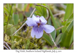 Dog Violet