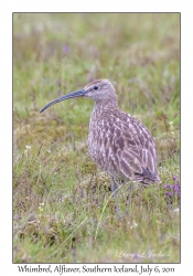 Whimbrel