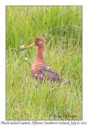 Black-tailed Godwit