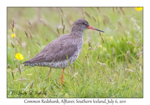 Common Redshank