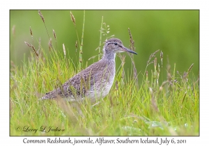 Common Redshank