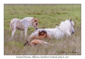 Iceland Horses