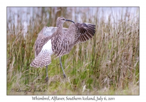 Whimbrel