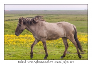 Iceland Horse