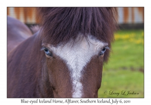 Iceland Horse