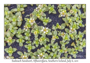 Seabeach Sandwort