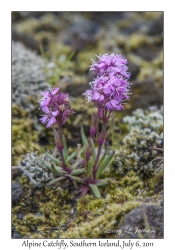 Alpine Catchfly