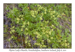 Alpine Lady's Mantle