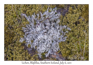 Lichen