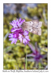 Moth on Thrift