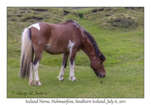 Iceland Horse