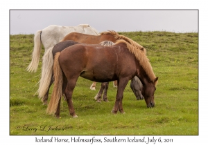 Iceland Horses