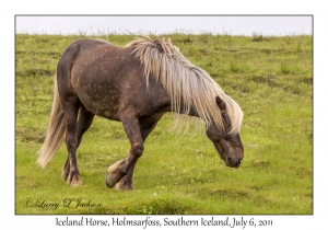 Iceland Horse