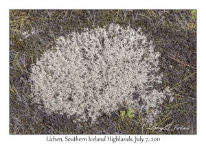 Lichen