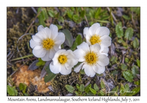 Mountain Avens