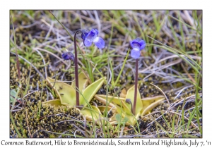 Common Butterwort