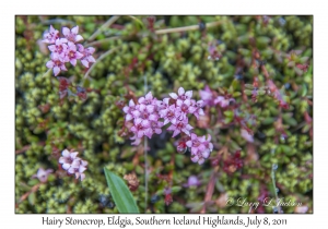 Hairy Stonecrop