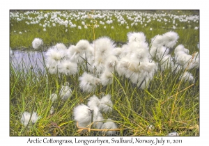 Arctic Cottongrass