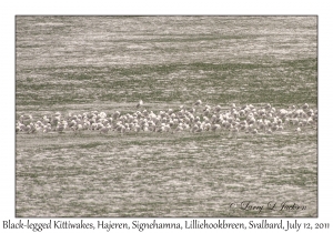 Black-legged Kittiwakes