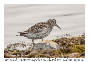 Purple Sandpiper