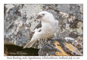 Snow Bunting