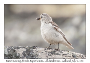 Snow Bunting