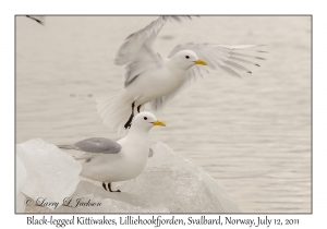 Black-legged Kittiwakes