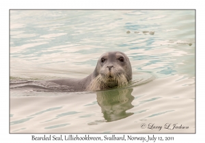 Bearded Seal