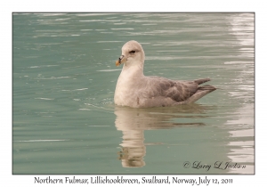 Northern Fulmar