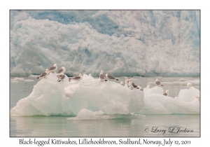 Black-legged Kittiwakes