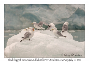 Black-legged Kittiwakes