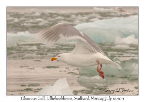 Glaucous Gull