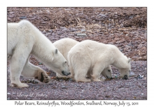 Polar Bears