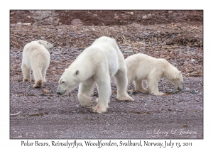 Polar Bears