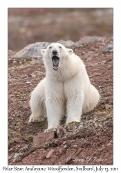 Polar Bear