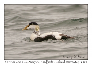 Common Eider