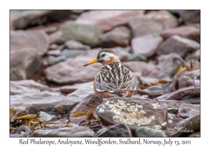 Red Phalarope