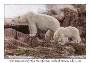 Polar Bears