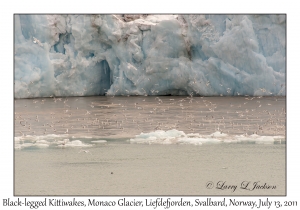 Black-legged Kittiwakes