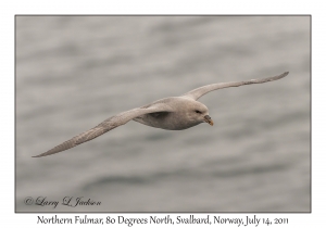 Northern Fulmar