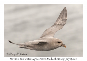 Northern Fulmar