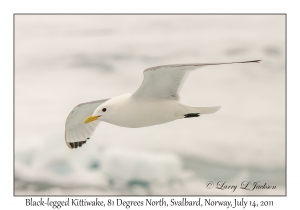 Black-legged Kittiwake