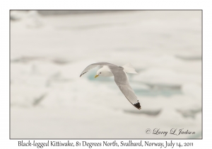 Black-legged Kittiwake