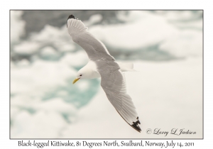 Black-legged Kittiwake